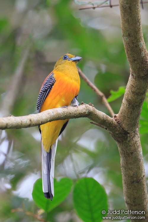 Orange-breasted Trogon, Kaeng Krachan National Park, Phetchaburi, Thailand